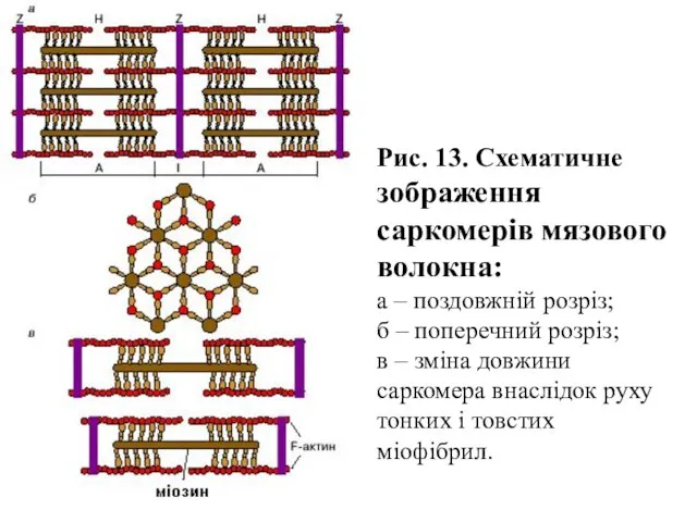 Рис. 13. Схематичне зображення саркомерів мязового волокна: а – поздовжній розріз;