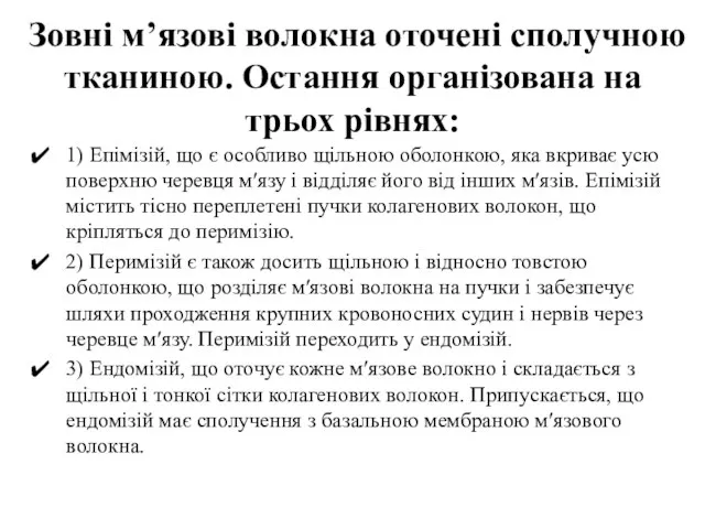 Зовні м’язові волокна оточені сполучною тканиною. Остання організована на трьох рівнях: