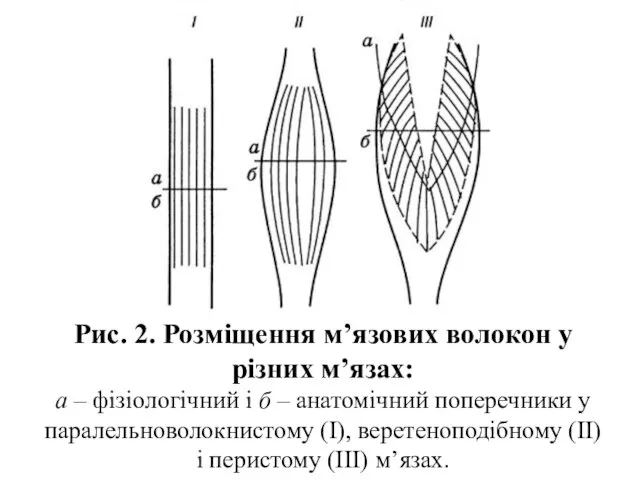 Рис. 2. Розміщення м’язових волокон у різних м’язах: а – фізіологічний