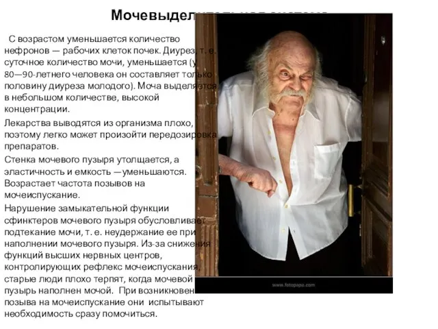 Мочевыделительная система С возрастом уменьшается количество нефронов — рабочих клеток почек.