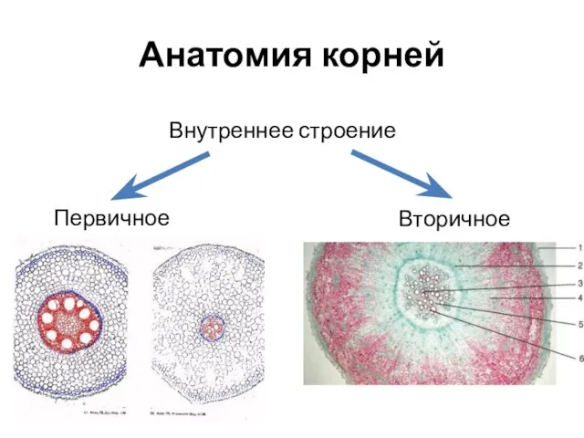 Анатомия корней Внутреннее строение Первичное Вторичное