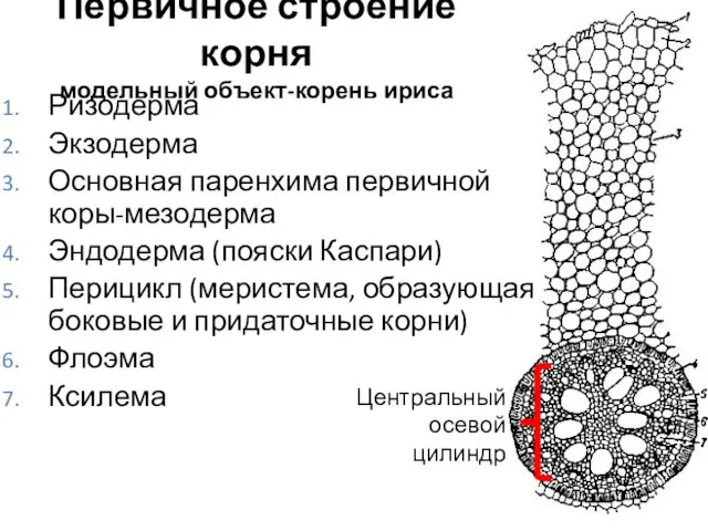 Первичное строение корня модельный объект-корень ириса Ризодерма Экзодерма Основная паренхима первичной