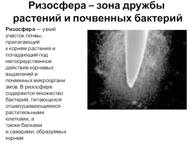 Ризосфера – зона дружбы растений и почвенных бактерий Ризосфера — узкий