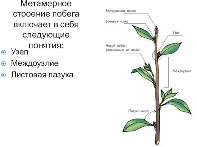 Метамерное строение побега включает в себя следующие понятия: Узел Междоузлие Листовая пазуха