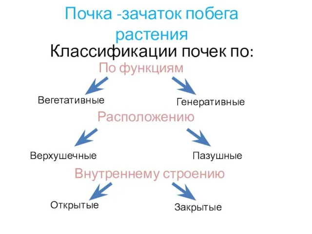 Почка -зачаток побега растения Классификации почек по: Расположению Внутреннему строению По