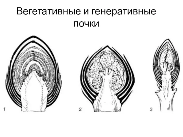 Вегетативные и генеративные почки