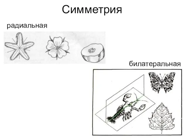 Симметрия билатеральная радиальная