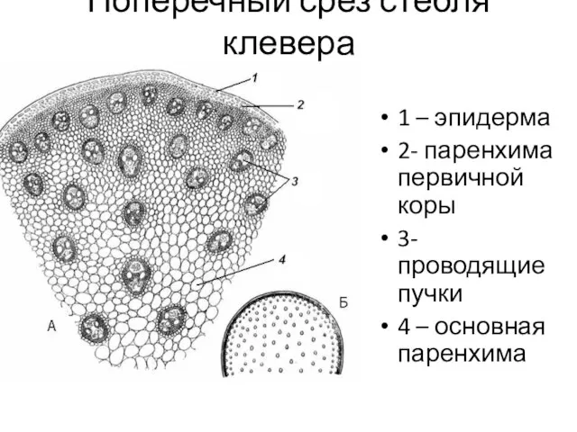 Поперечный срез стебля клевера 1 – эпидерма 2- паренхима первичной коры