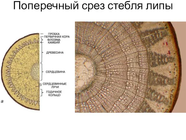 Поперечный срез стебля липы