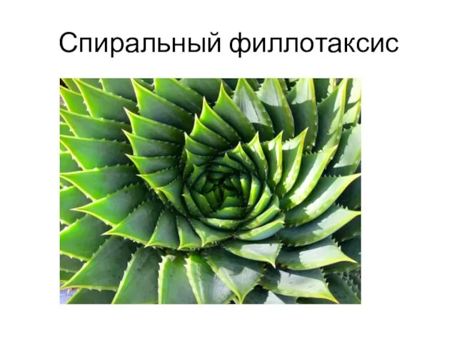 Спиральный филлотаксис