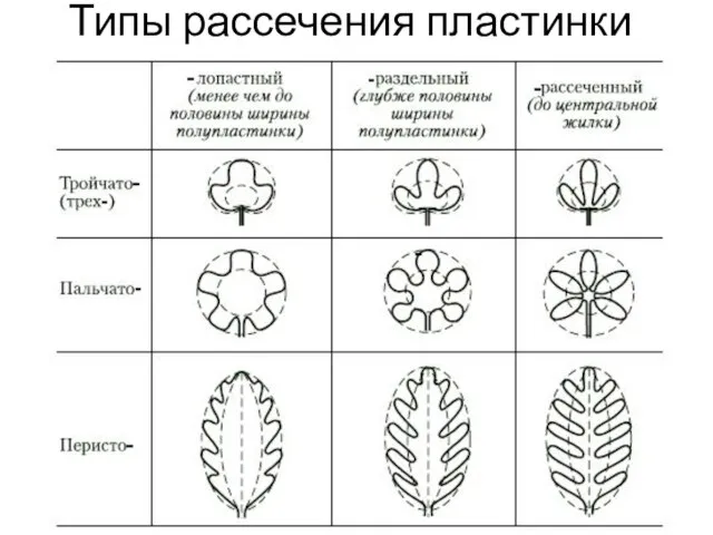 Типы рассечения пластинки