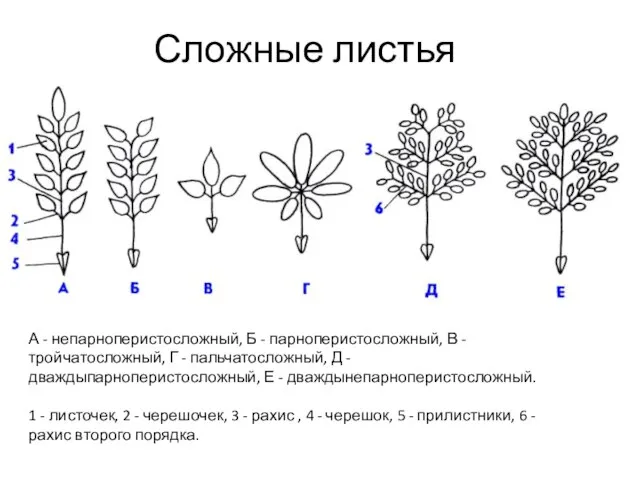 Сложные листья А - непарноперистосложный, Б - парноперистосложный, В - тройчатосложный,