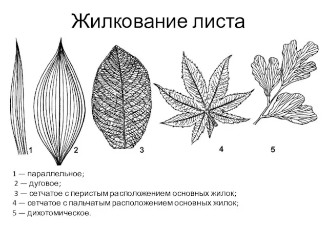 Жилкование листа 1 — параллельное; 2 — дуговое; 3 — сетчатое