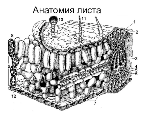 Анатомия листа