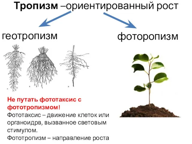 Тропизм –ориентированный рост геотропизм фоторопизм Не путать фототаксис с фототропизмом! Фототаксис