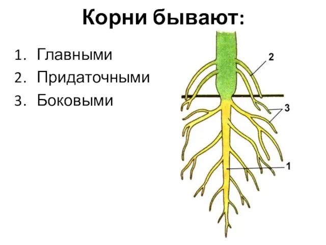 Корни бывают: Главными Придаточными Боковыми