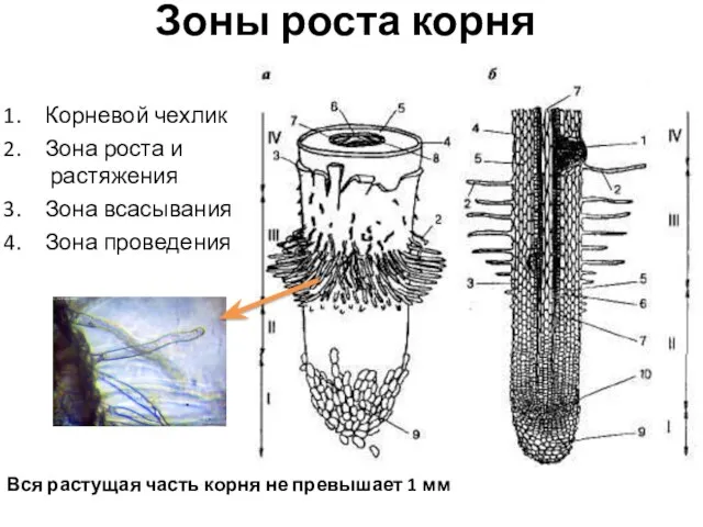 Зоны роста корня Корневой чехлик Зона роста и растяжения Зона всасывания