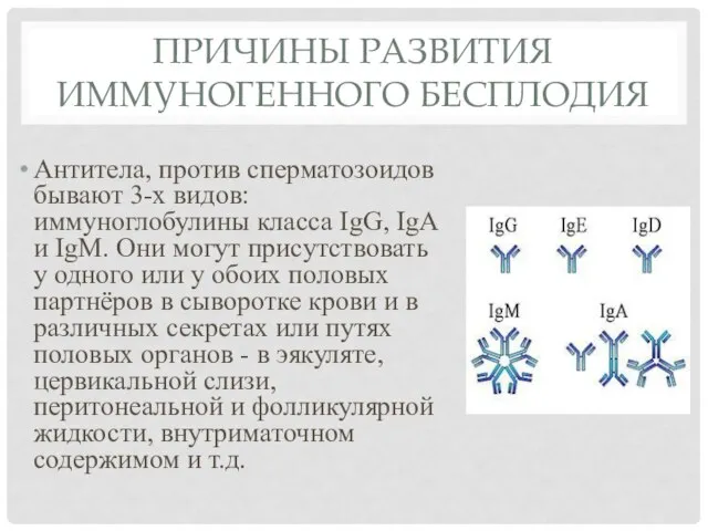 ПРИЧИНЫ РАЗВИТИЯ ИММУНОГЕННОГО БЕСПЛОДИЯ Антитела, против сперматозоидов бывают 3-х видов: иммуноглобулины