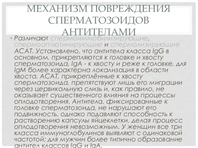 МЕХАНИЗМ ПОВРЕЖДЕНИЯ СПЕРМАТОЗОИДОВ АНТИТЕЛАМИ Различают спермоиммобилизирующие, спермоагглютинирующие и спермолизирующие АСАТ. Установлено,