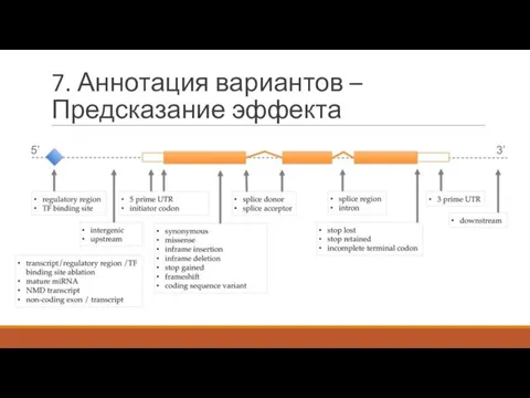 7. Аннотация вариантов – Предсказание эффекта