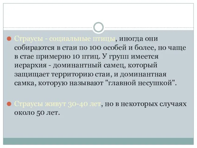 Страусы - социальные птицы, иногда они собираются в стаи по 100