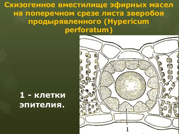 Схизогенное вместилище эфирных масел на поперечном срезе листа зверобоя продырявленного (Hypericum perforatum) 1 - клетки эпителия.