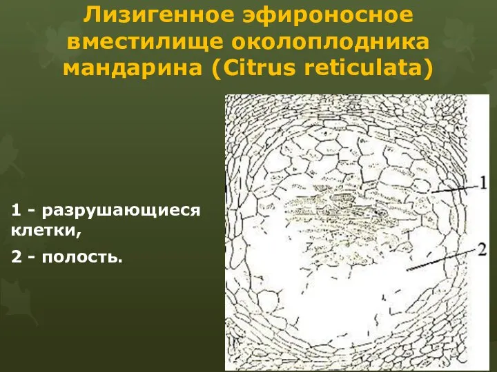 Лизигенное эфироносное вместилище околоплодника мандарина (Citrus reticulata) 1 - разрушающиеся клетки, 2 - полость.