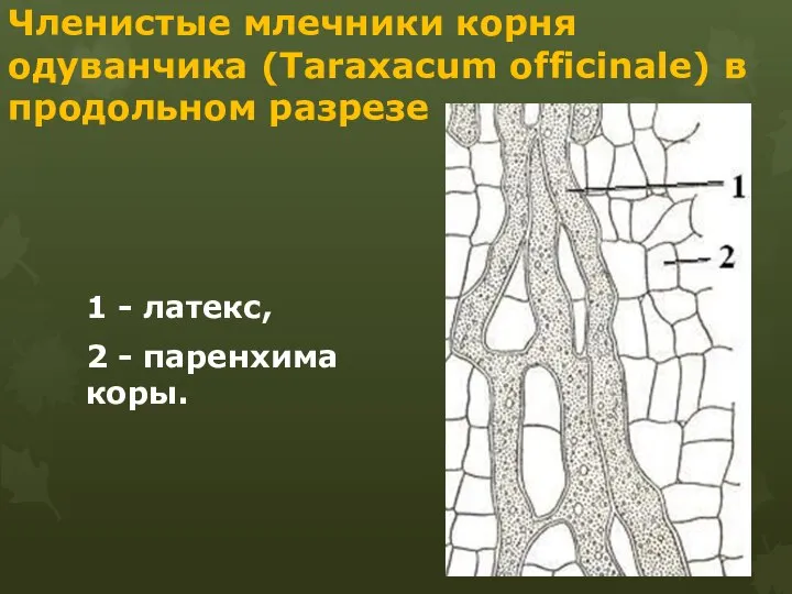 Членистые млечники корня одуванчика (Taraxacum officinale) в продольном разрезе 1 - латекс, 2 - паренхима коры.