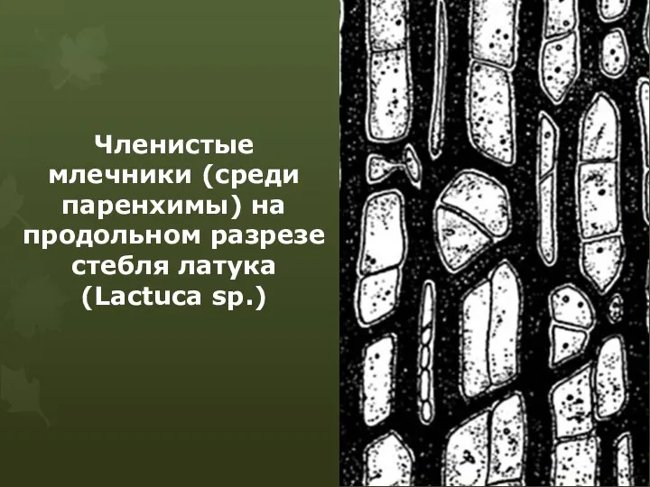 Членистые млечники (среди паренхимы) на продольном разрезе стебля латука (Lactuca sp.)