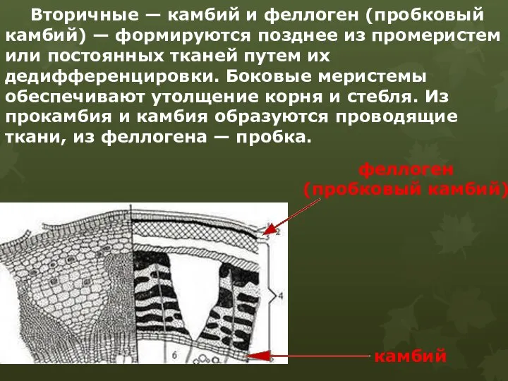 Вторичные — камбий и феллоген (пробковый камбий) — формируются позднее из