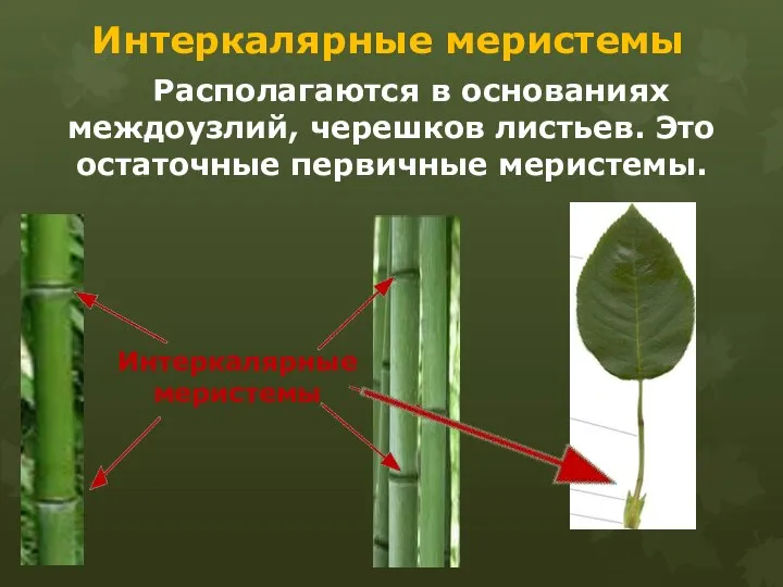 Интеркалярные меристемы Располагаются в основаниях междоузлий, черешков листьев. Это остаточные первичные меристемы. Интеркалярные меристемы