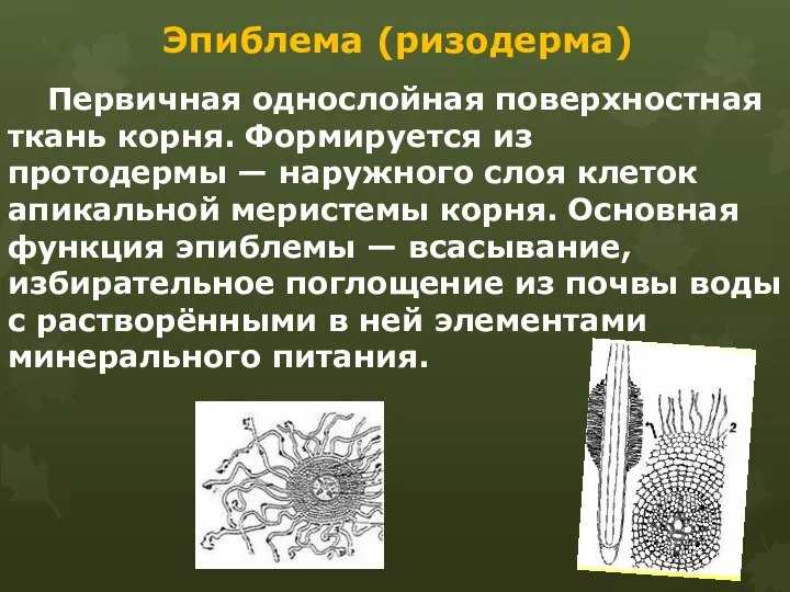 Эпиблема (ризодерма) Первичная однослойная поверхностная ткань корня. Формируется из протодермы —