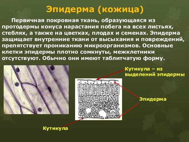 Эпидерма (кожица) Первичная покровная ткань, образующаяся из протодермы конуса нарастания побега