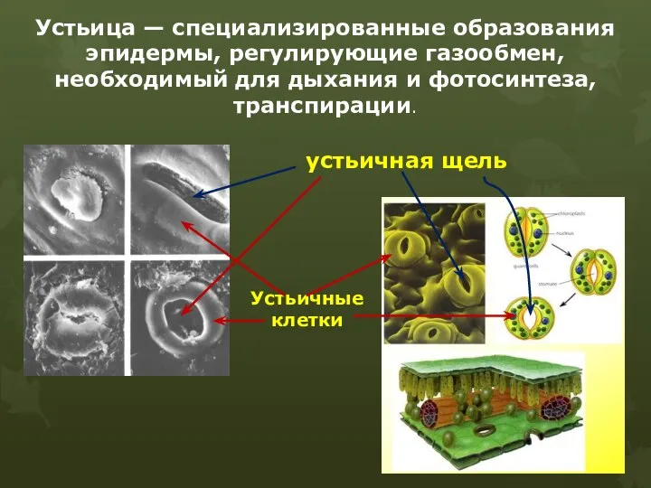 Устьица — специализированные образования эпидермы, регулирующие газообмен, необходимый для дыхания и