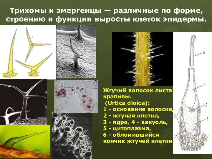 Трихомы и эмергенцы — различные по форме, строению и функции выросты