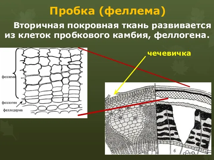 Пробка (феллема) Вторичная покровная ткань развивается из клеток пробкового камбия, феллогена. чечевичка