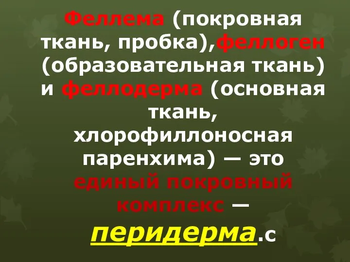 Феллема (покровная ткань, пробка),феллоген (образовательная ткань) и феллодерма (основная ткань, хлорофиллоносная