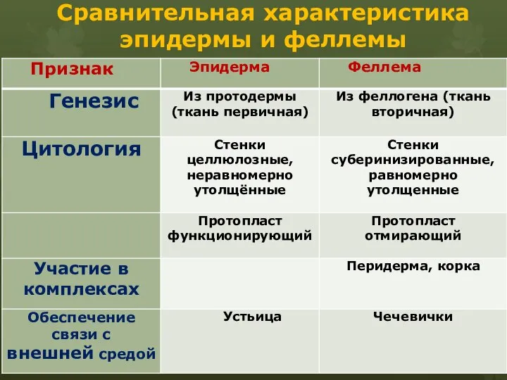 Сравнительная характеристика эпидермы и феллемы