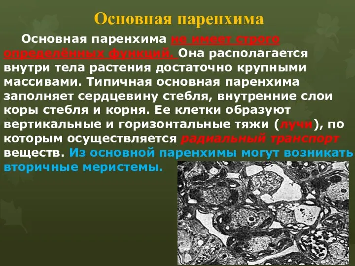 Основная паренхима Основная паренхима не имеет строго определённых функций. Она располагается