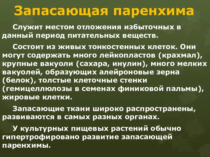 Запасающая паренхима Служит местом отложения избыточных в данный период питательных веществ.