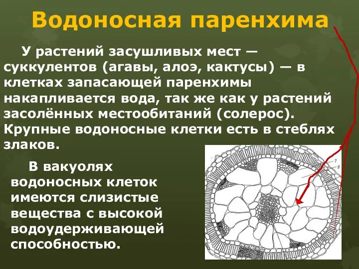 Водоносная паренхима У растений засушливых мест — суккулентов (агавы, алоэ, кактусы)