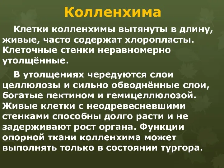 Колленхима Клетки колленхимы вытянуты в длину, живые, часто содержат хлоропласты. Клеточные