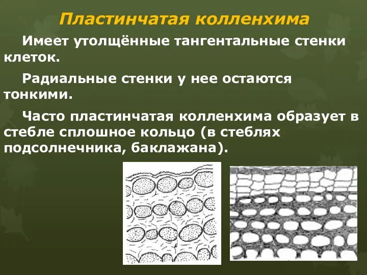 Пластинчатая колленхима Имеет утолщённые тангентальные стенки клеток. Радиальные стенки у нее