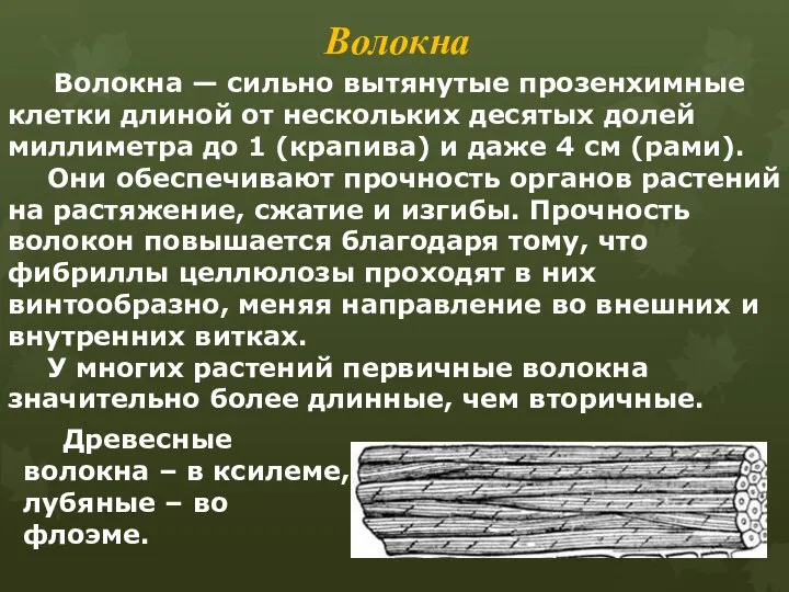 Волокна Волокна — сильно вытянутые прозенхимные клетки длиной от нескольких десятых