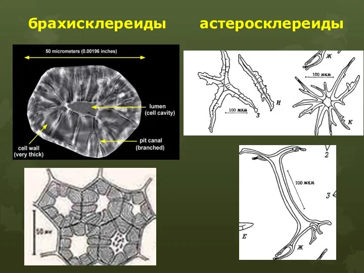 брахисклереиды астеросклереиды