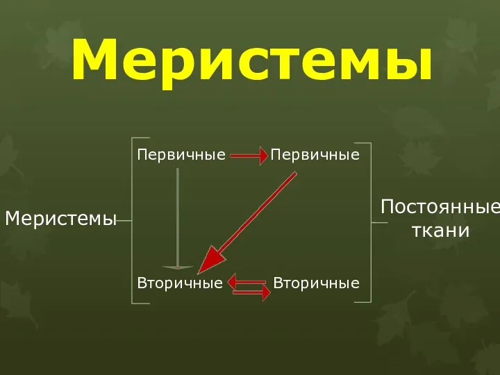 Меристемы Меристемы Постоянные ткани Первичные Вторичные Вторичные Первичные