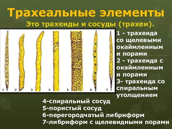 Трахеальные элементы Это трахеиды и сосуды (трахеи). 1 - трахеида со