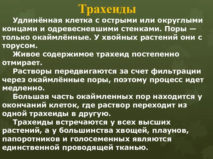 Трахеиды Удлинённая клетка с острыми или округлыми концами и одревесневшими стенками.