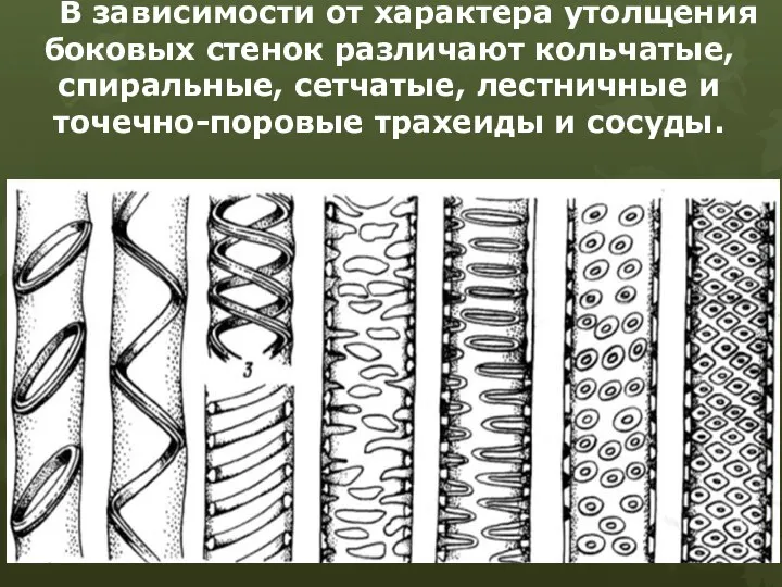 В зависимости от характера утолщения боковых стенок различают кольчатые, спиральные, сетчатые,