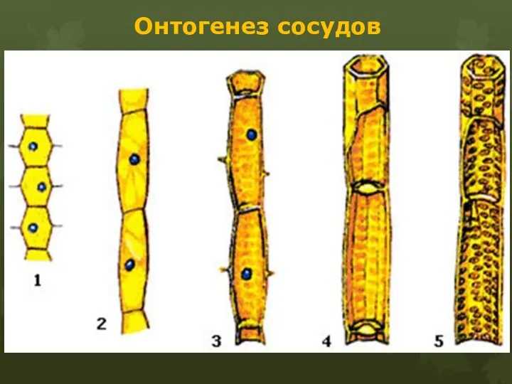 Онтогенез сосудов